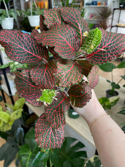 Fittonia Albivenis  'Red Nerve Plant’