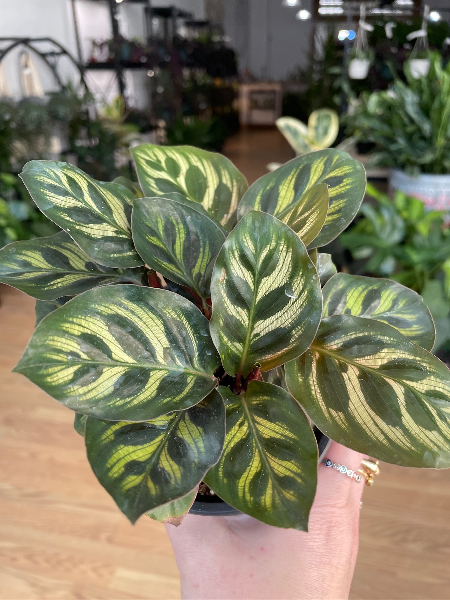 Calathea 'Peacock Plant'