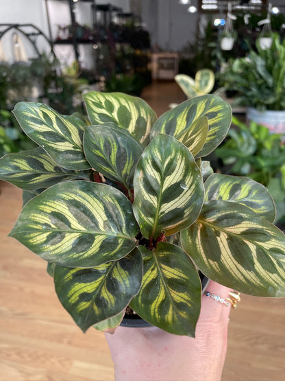 Calathea 'Peacock Plant'
