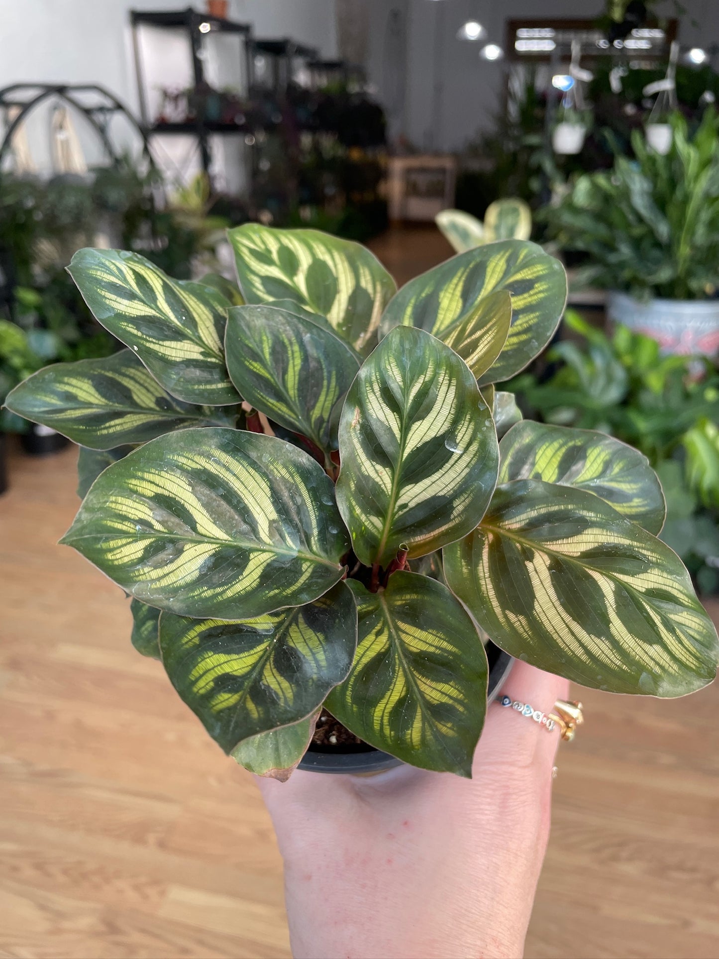 Calathea 'Peacock Plant'