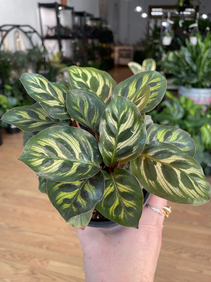Calathea 'Peacock Plant'