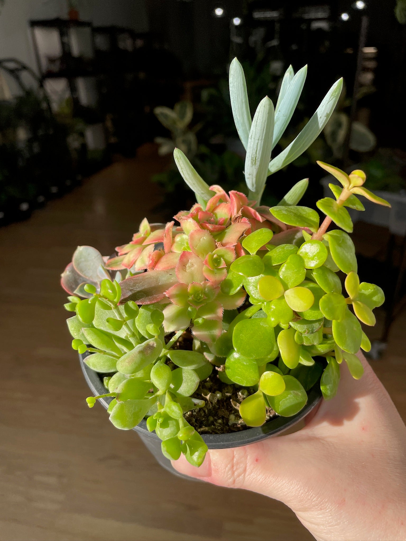 5 succulent plants Succulents 'Assorted Varieties' – Snakeroot Botanicals