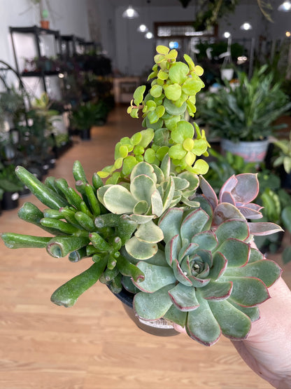 Succulents 'Assorted Varieties'