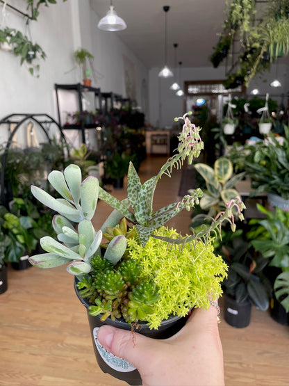 Succulents 'Assorted Varieties'