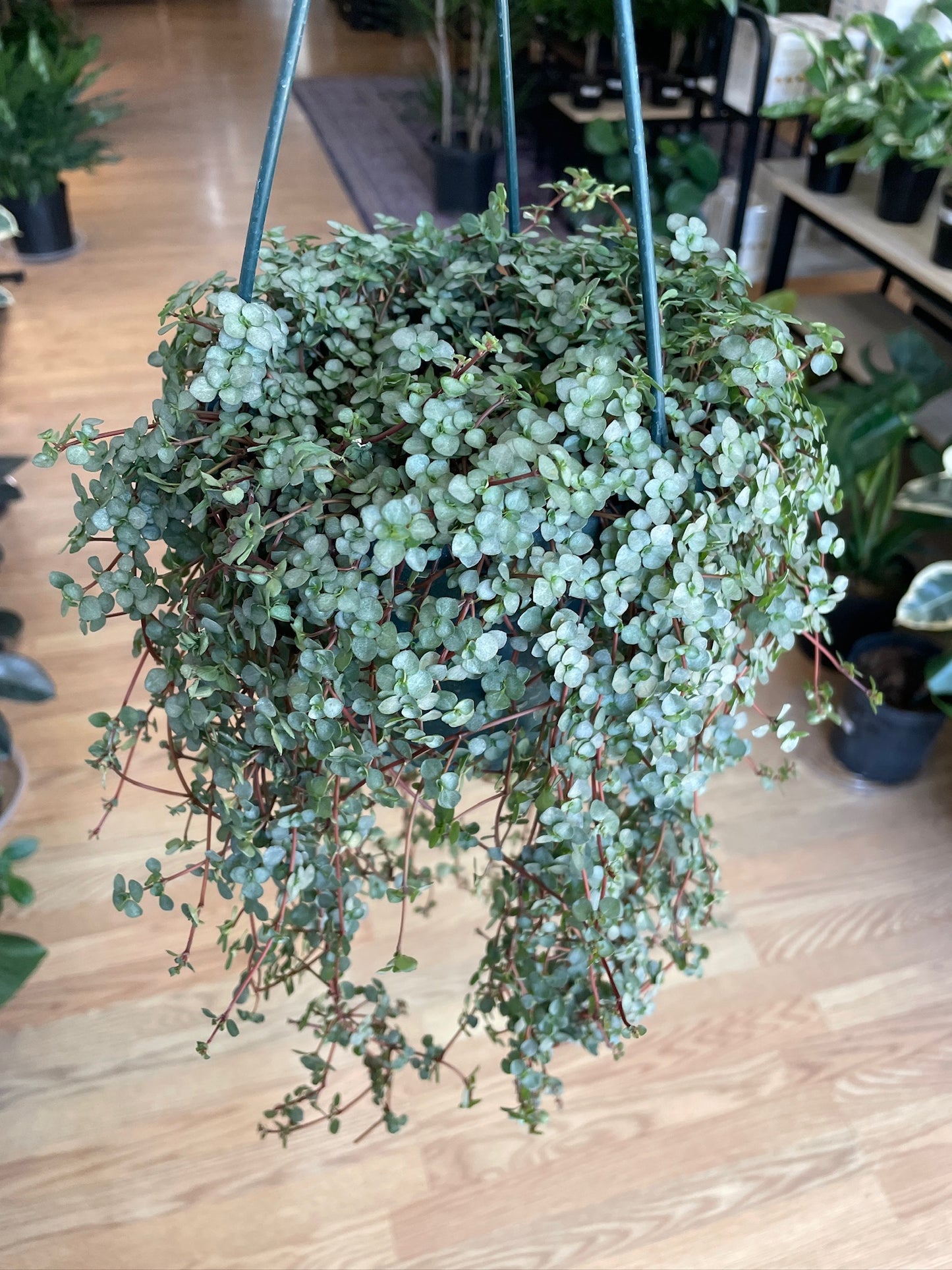 Pilea glauca ‘Blue Baby Tears’ - 6" Hanging Basket