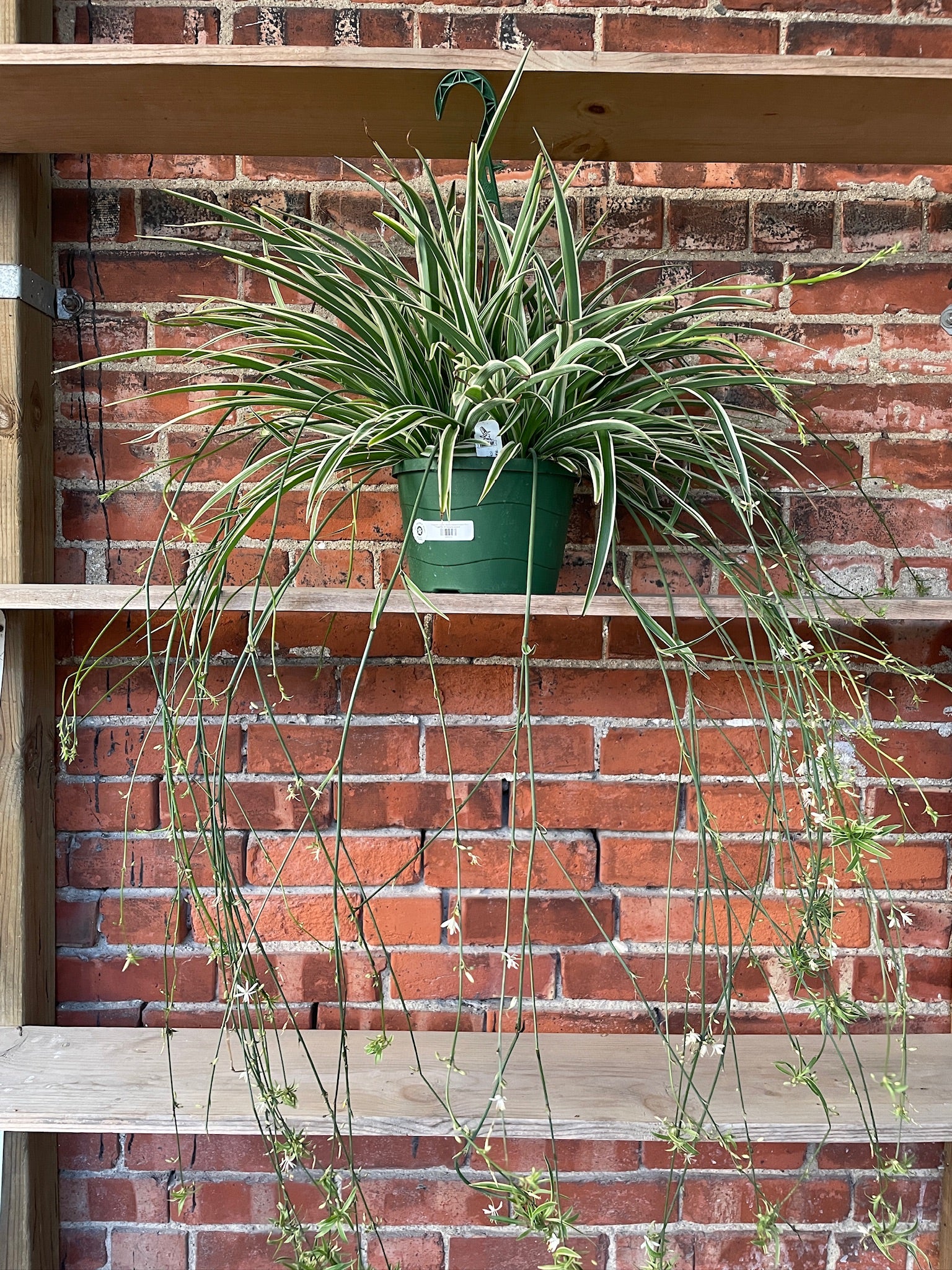 hanging spider plant Chlorophytum comosum 'Reverse Variegated Spider Plant' – Snakeroot Botanicals