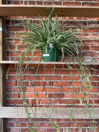 Chlorophytum comosum ‘Reverse Variegated Spider Plant’