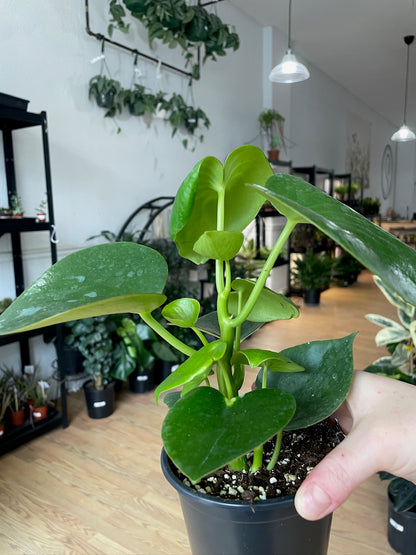 Peperomia ‘Raindrop’ - 4.5" Pot
