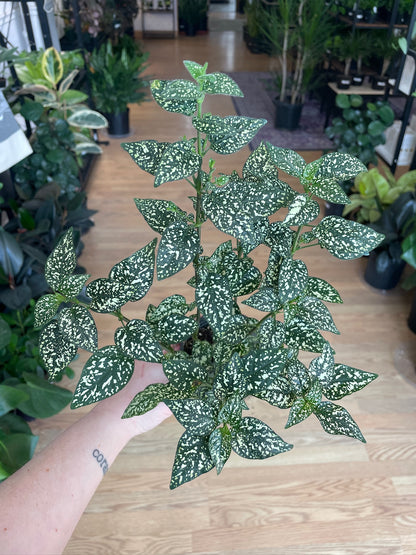 Hypoestes Phyllostachya 'Polka Dot Plant'