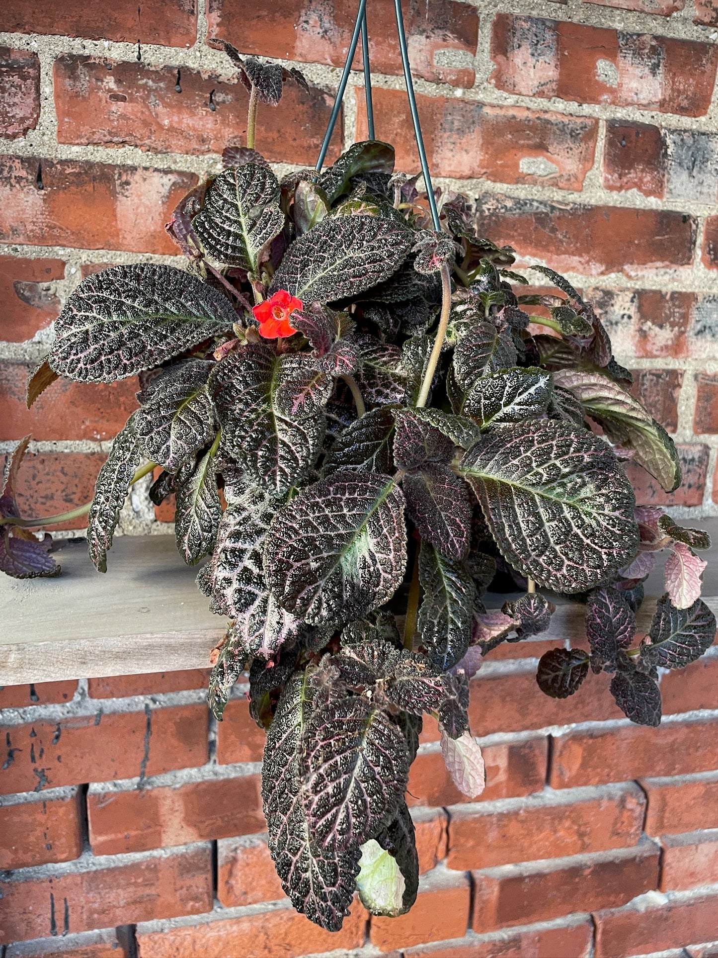 Episcia 'Flame Violet Copper' - 6" Hanging Basket