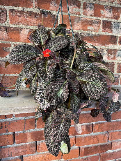 Episcia 'Flame Violet Copper' - 6" Hanging Basket
