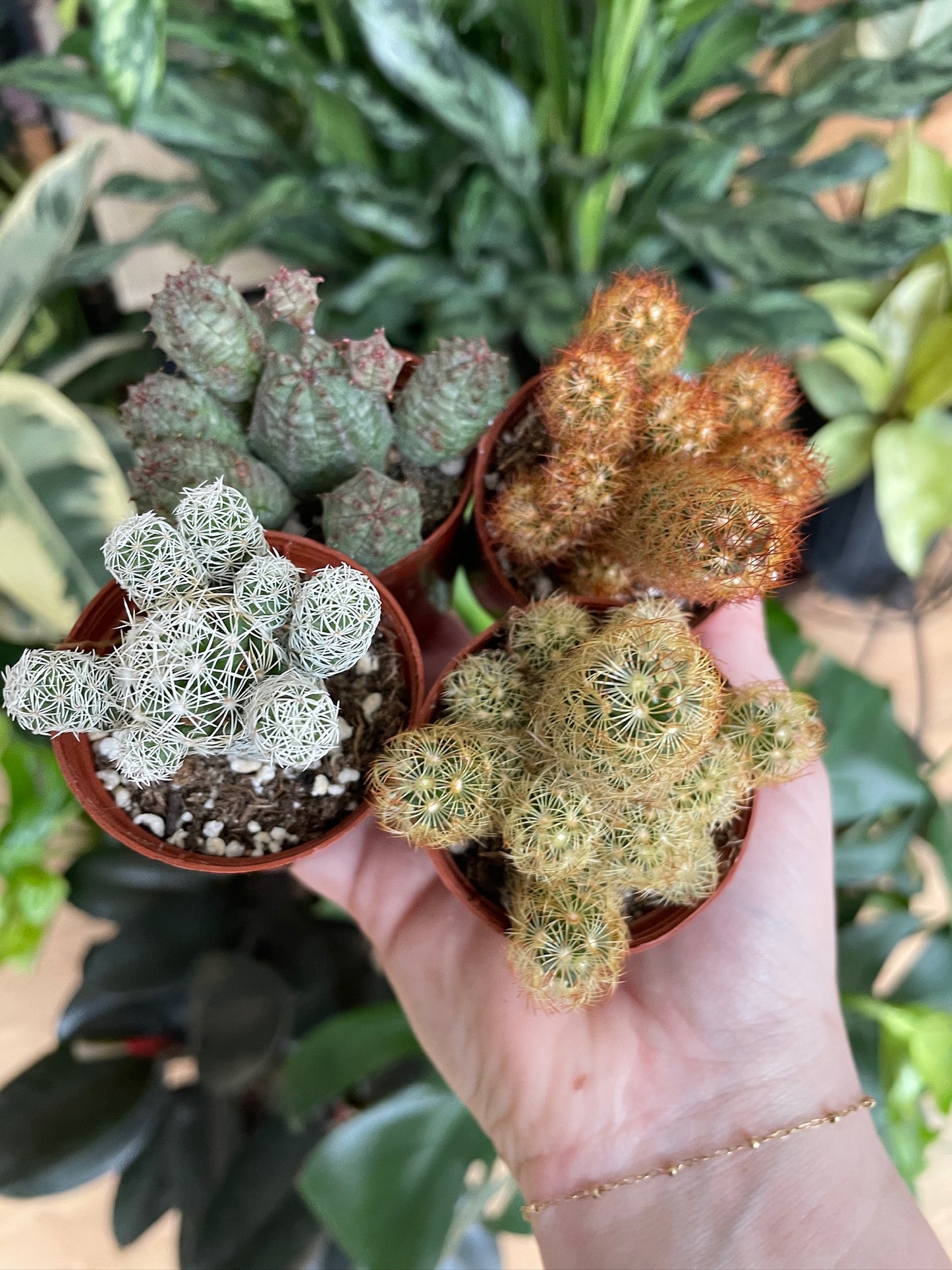 Cacti 'Assorted Varieties'