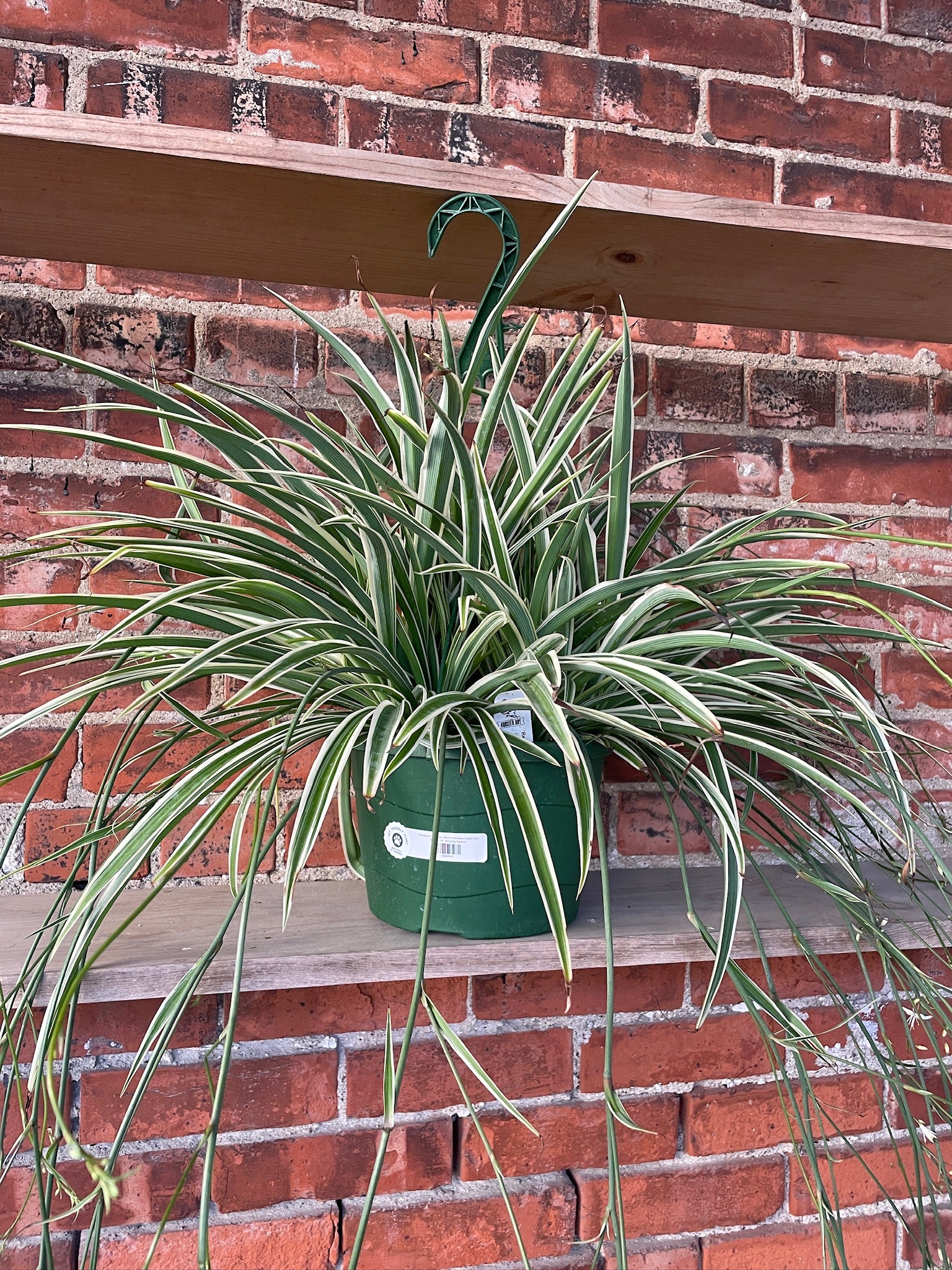 chlorophytum reverse Chlorophytum comosum 'Reverse Variegated Spider Plant' – Snakeroot Botanicals