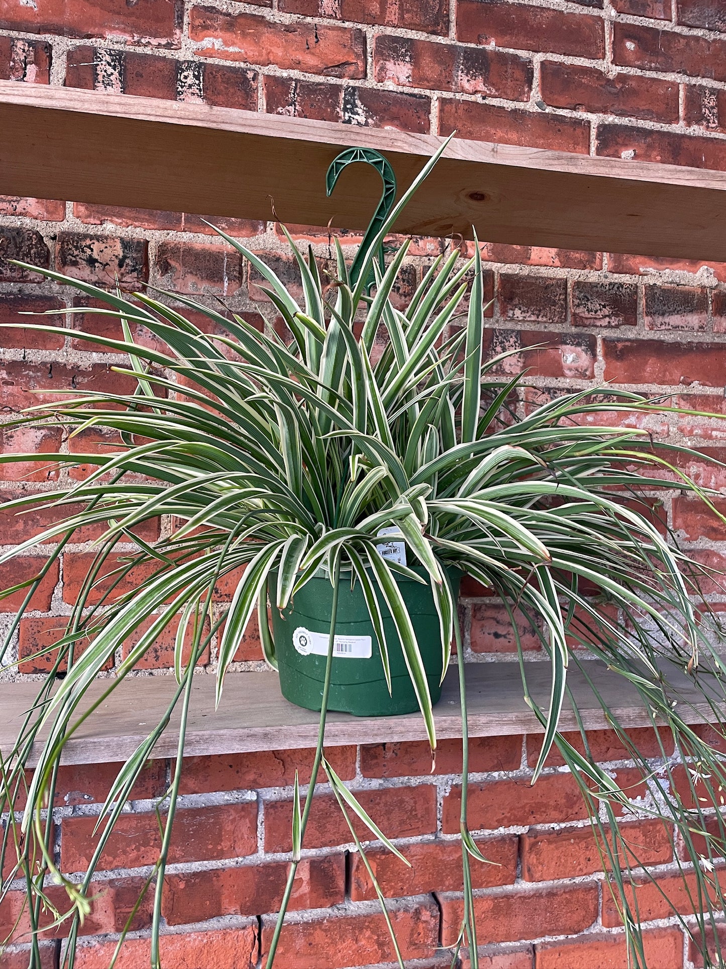 Chlorophytum comosum ‘Reverse Variegated Spider Plant’