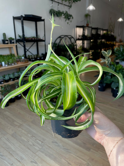 Chlorophytum comosum ‘Variegated Bonnie Spider Plant’