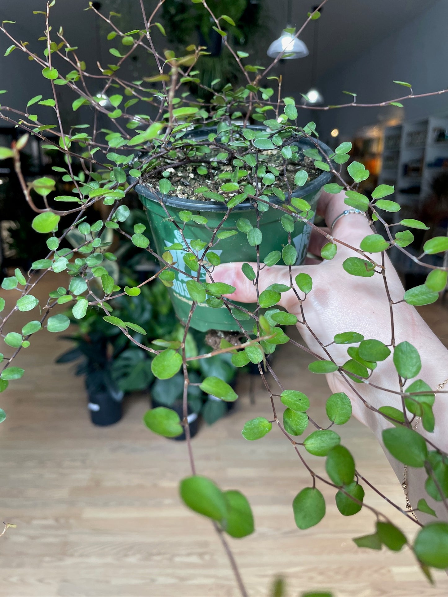 Muehlenbeckia complexa 'Wire Vine Coins'