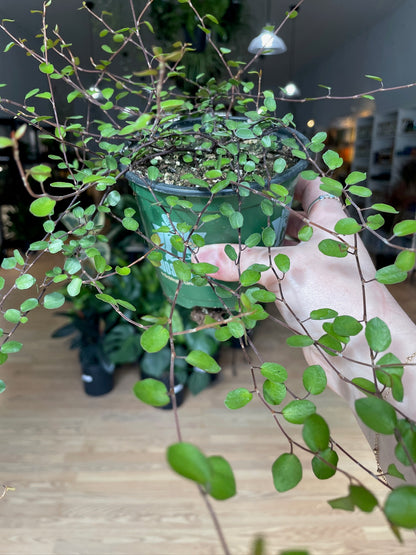 Muehlenbeckia complexa 'Wire Vine Coins'