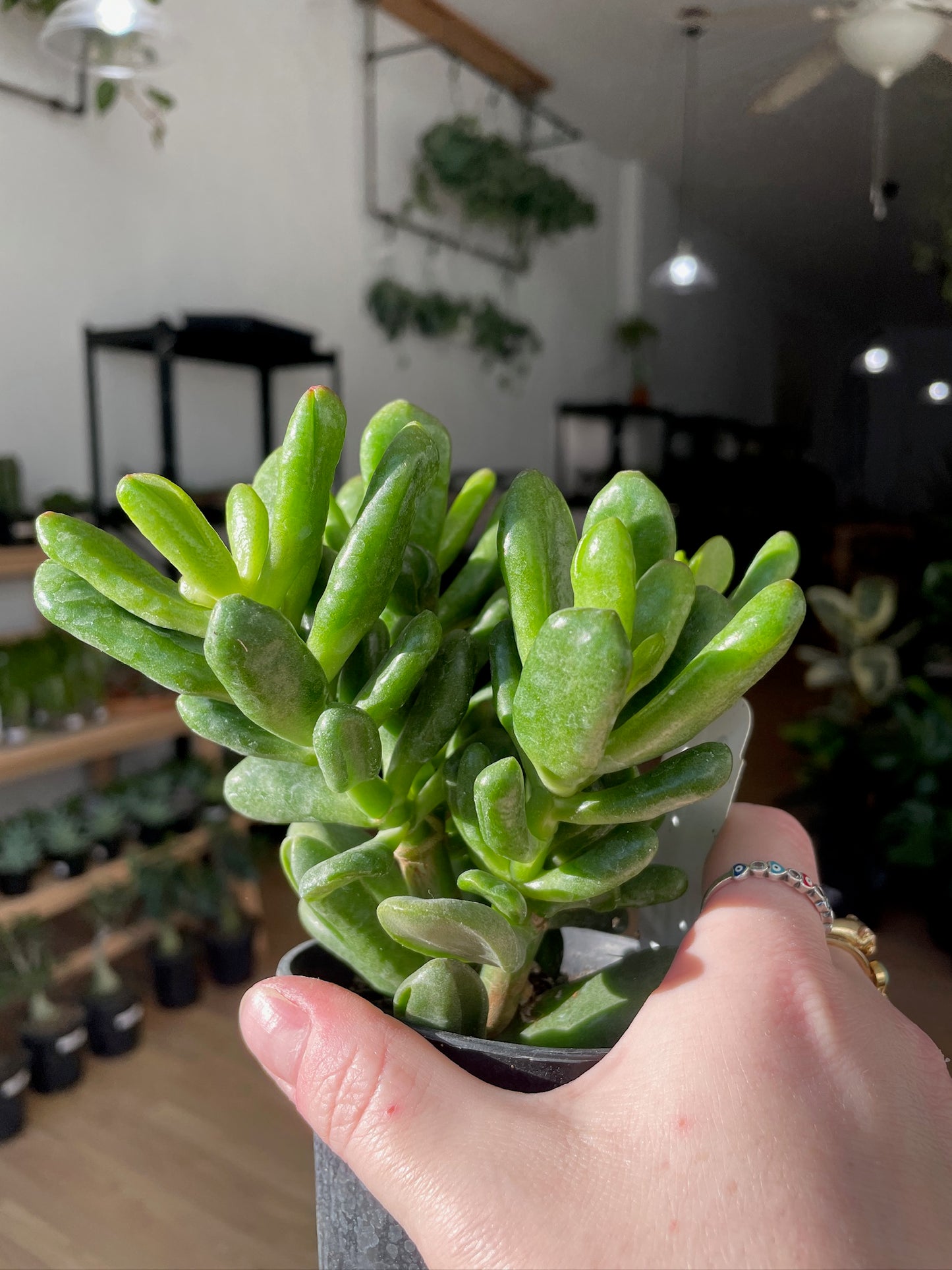 Crassula ovata ‘Gandalf Jade' - 4" Pot