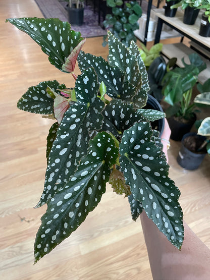 Begonia 'Spotlight Green' - 4.5" Pot