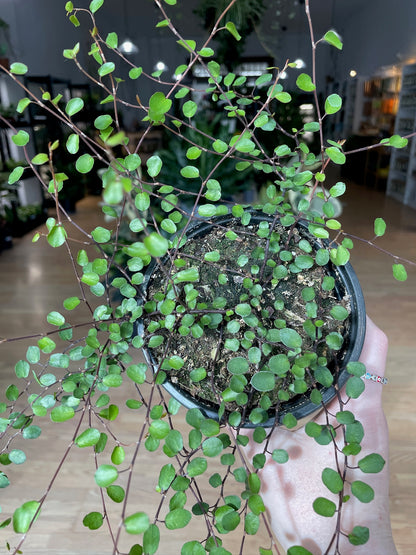 Muehlenbeckia complexa 'Wire Vine Coins'