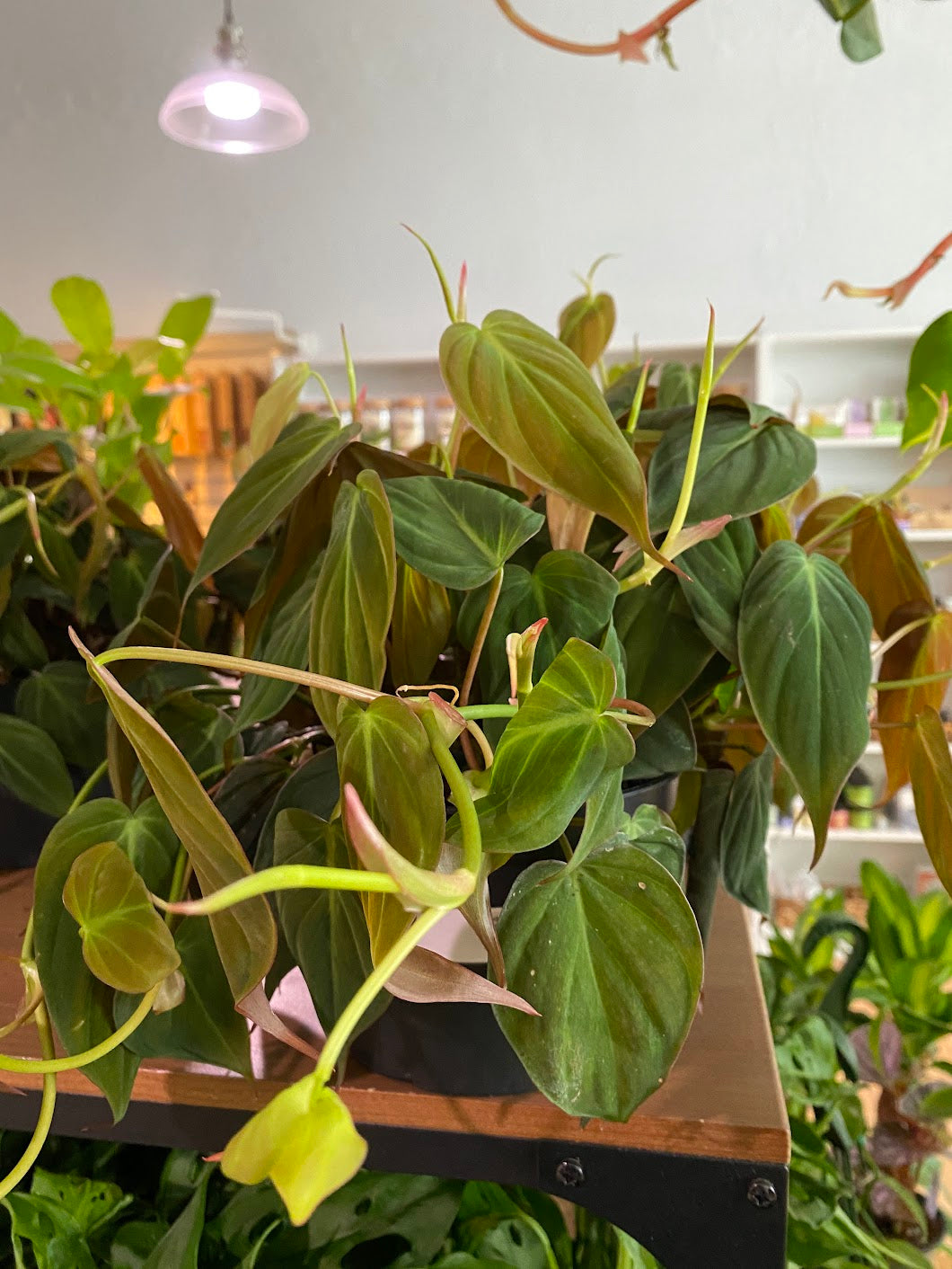 philodendron micans growth rate Philodendron 'Micans' 4in Stake