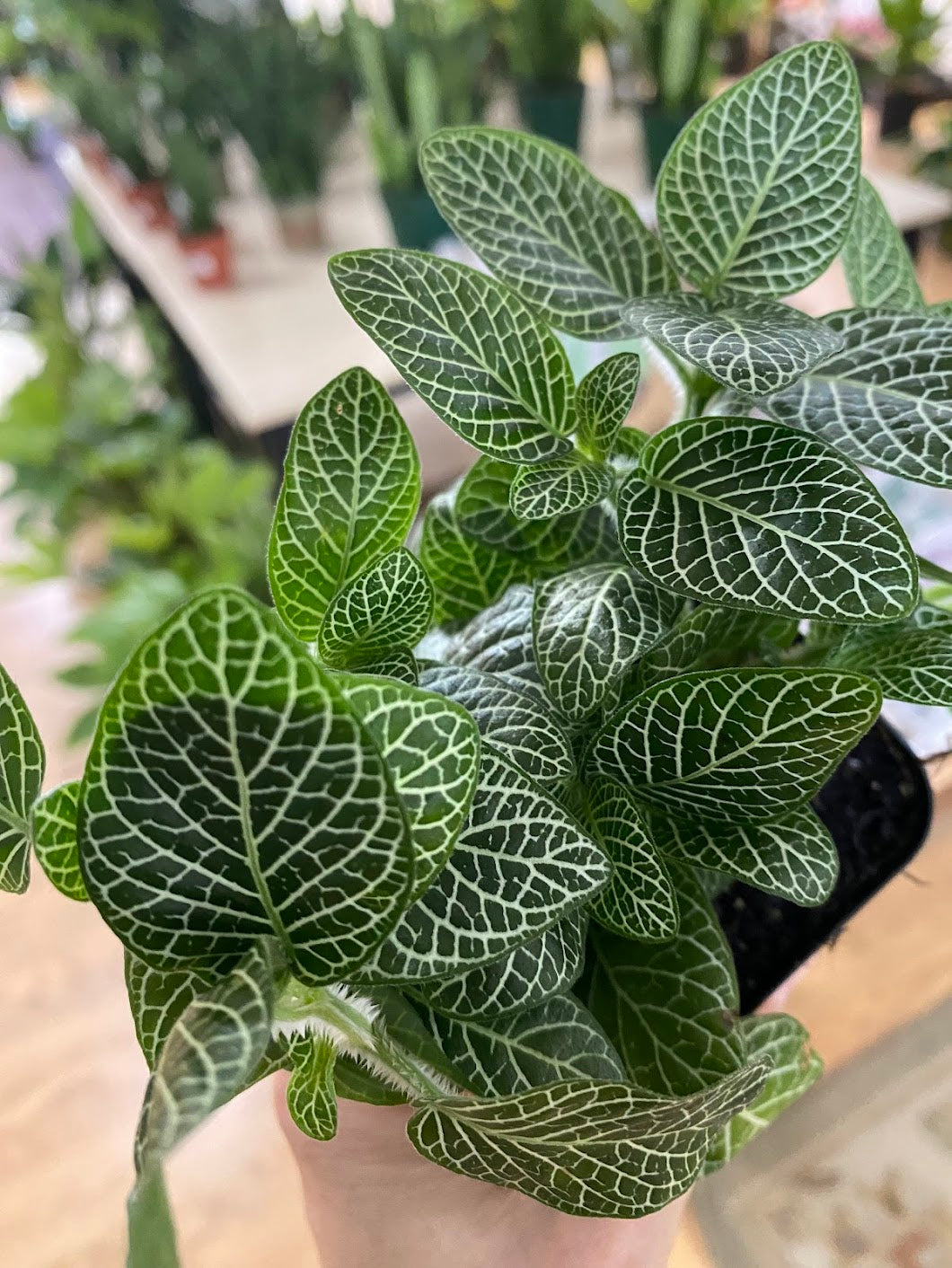 fittonia nerve plant Fittonia Albivenis ‘White Nerve Plant’
