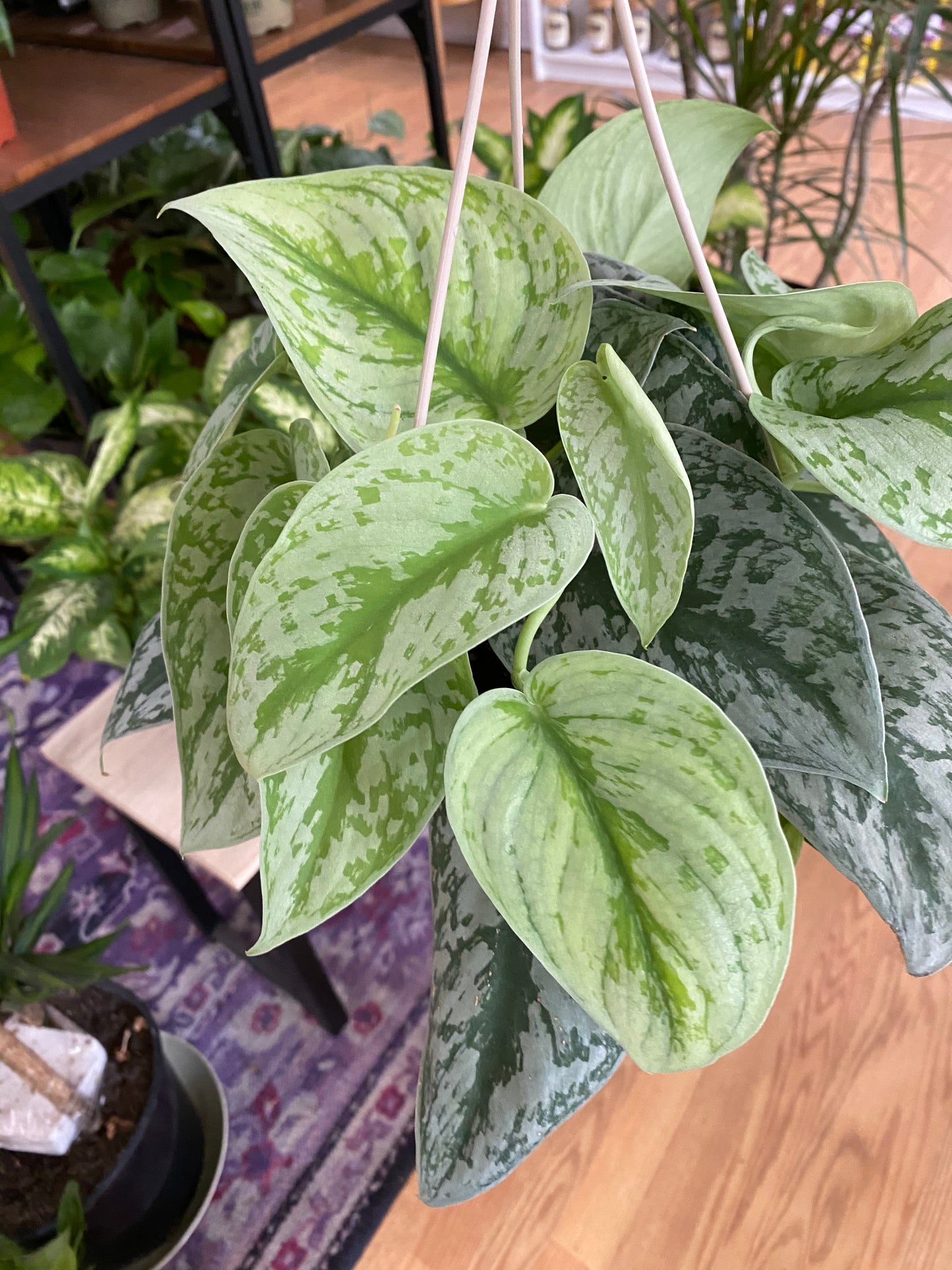 Scindapsus pictus ‘Exotica’