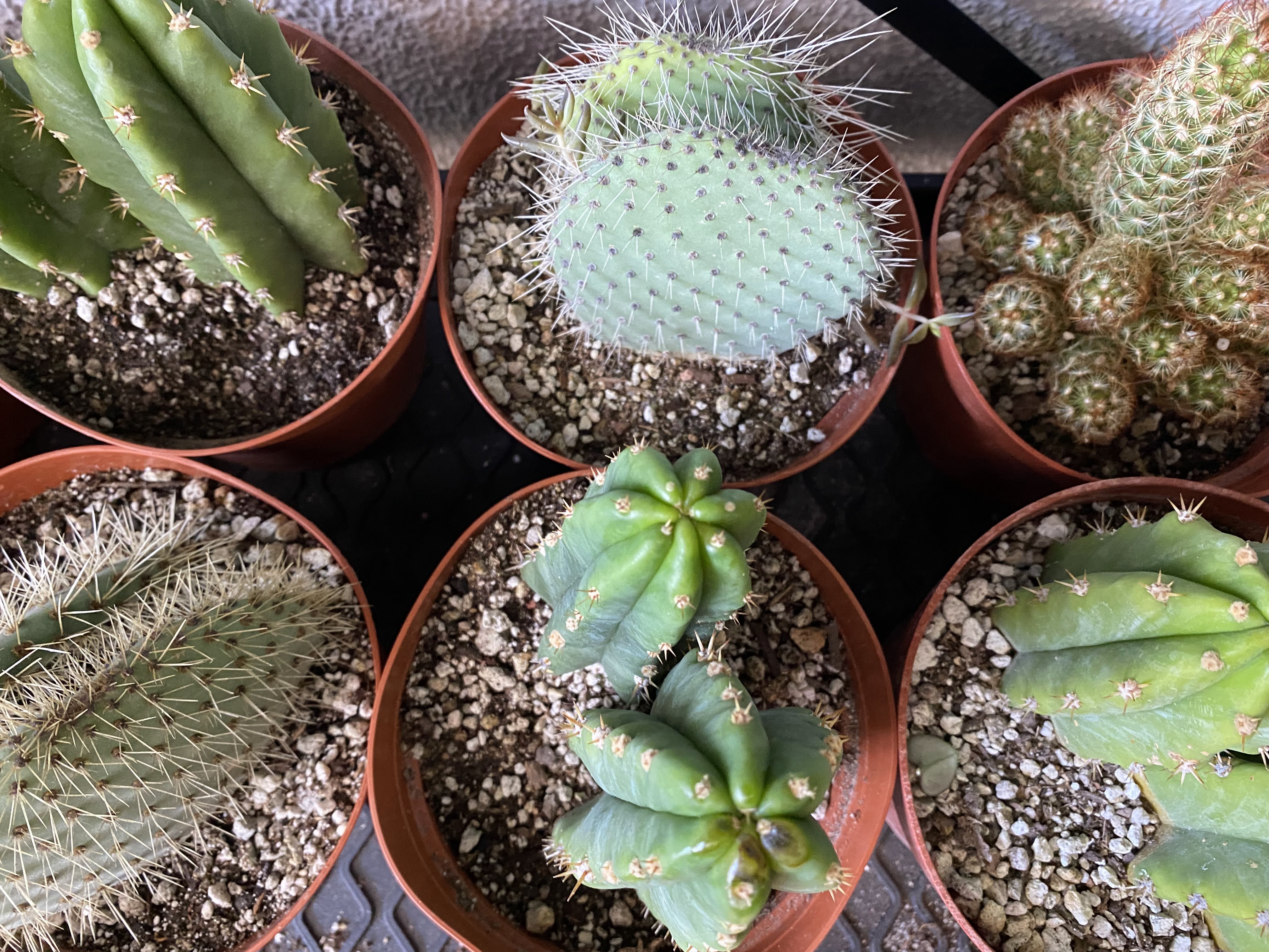 CACTUS GREEN strong spine ホリダ EC46-EXACT-Trichocereus-Zelly-