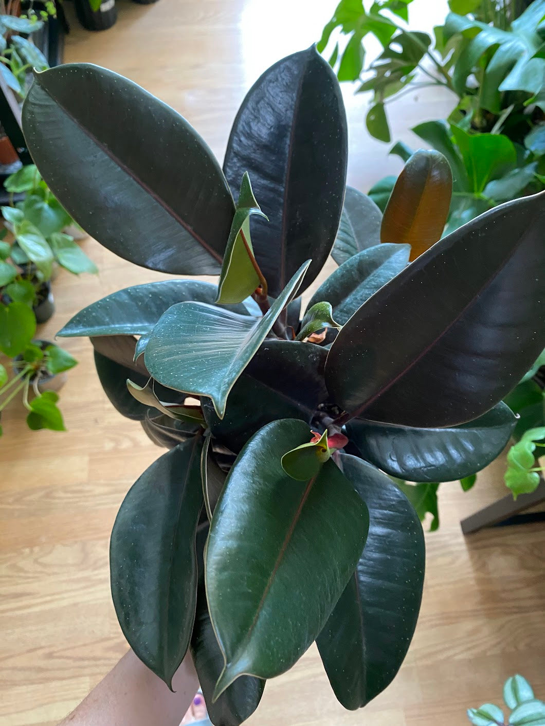 Ficus Elastica 'Rubber Plant'