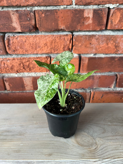 Alocasia 'Blizzard' - 4" Pot