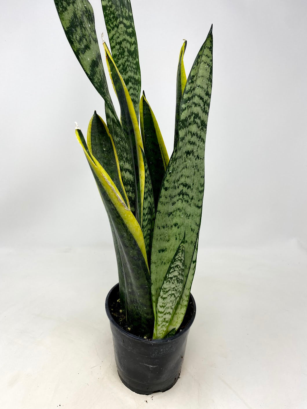 sansevieria gatti Costa Farms Sansevieria Laurentii, Snake Plant House Plant in 10 Inch(es) Pot 1 -Pack one_size