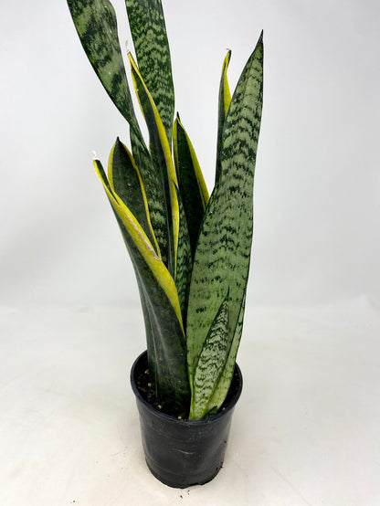 Sansevieria Laurentii 'Snake Plant'