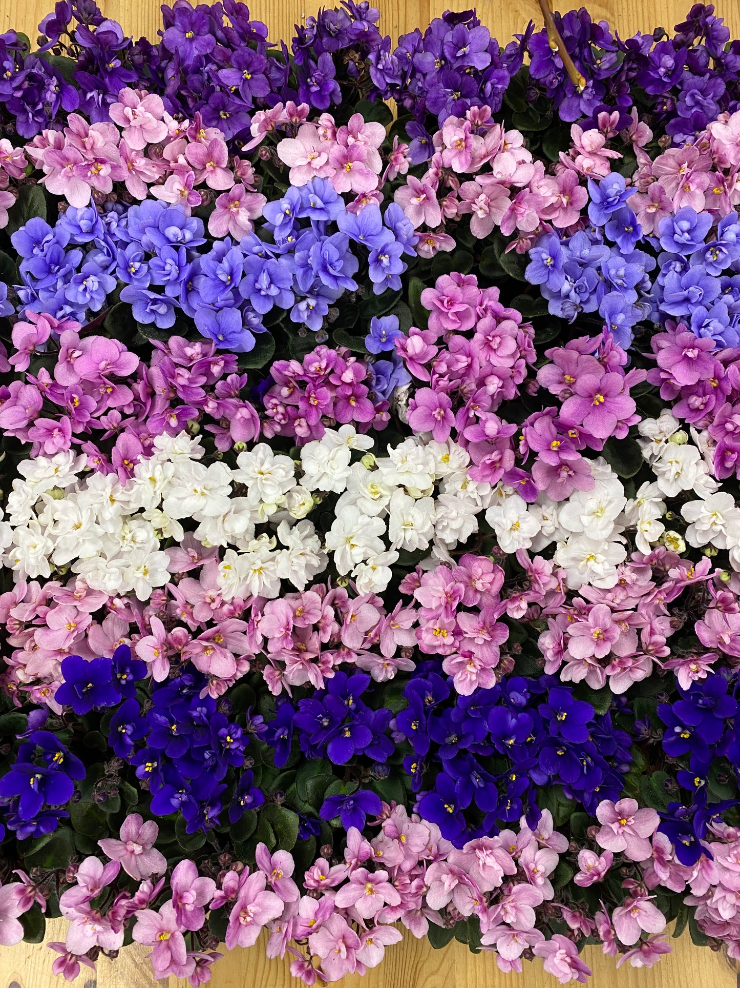 Saintpaulia ‘African Violets’