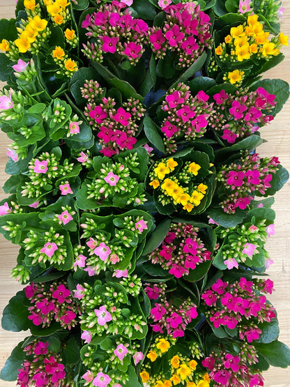 Kalanchoe 'Flowering Succulent'