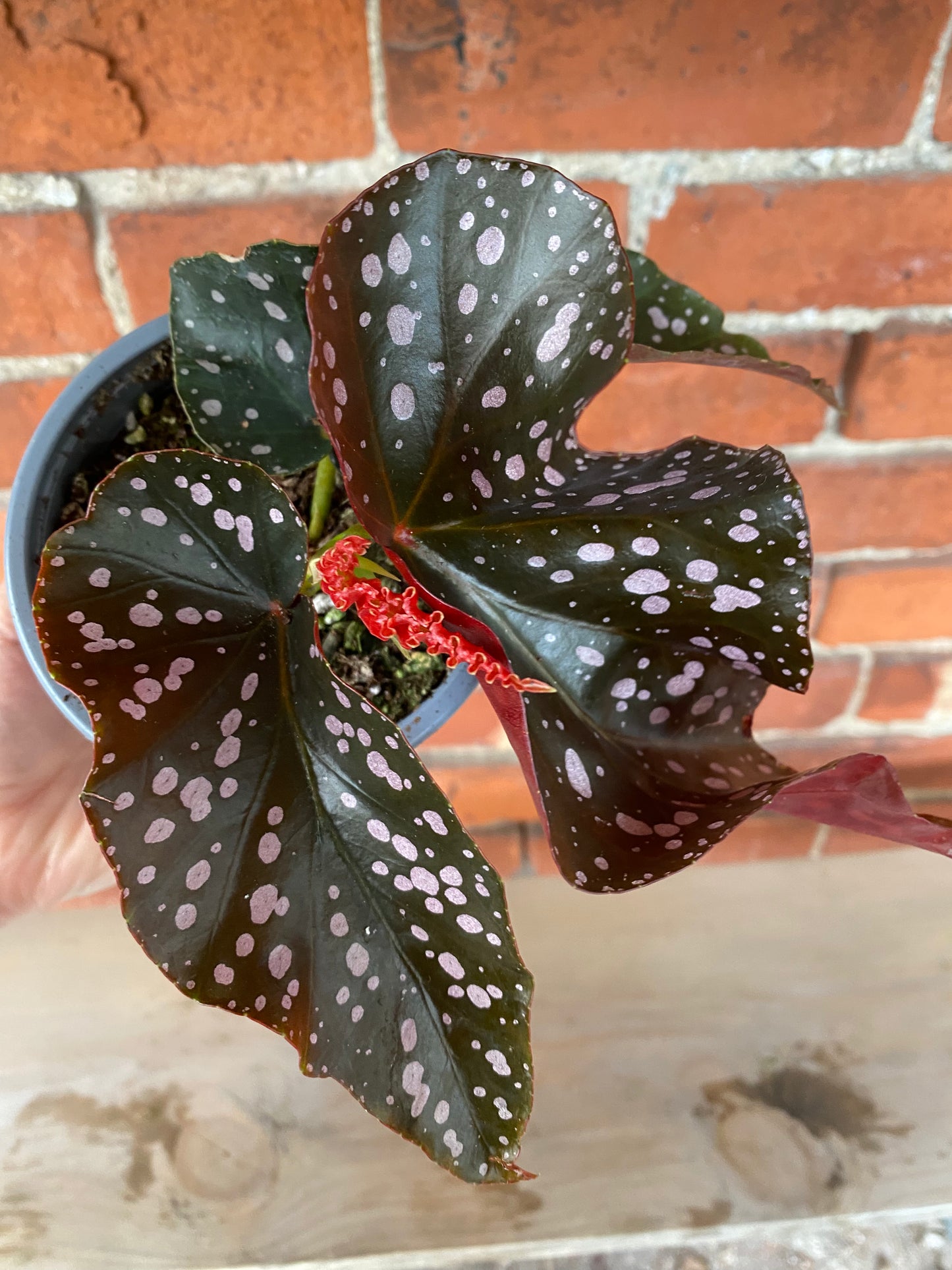Begonia maculata 'Cracklin Rosie'