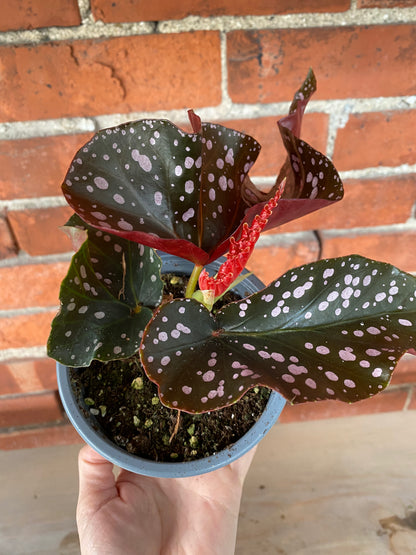 Begonia maculata 'Cracklin Rosie'