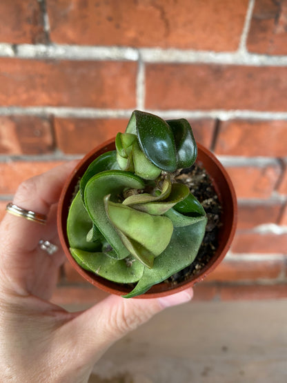 Hoya carnosa compacta ‘Hindu Rope Plant’