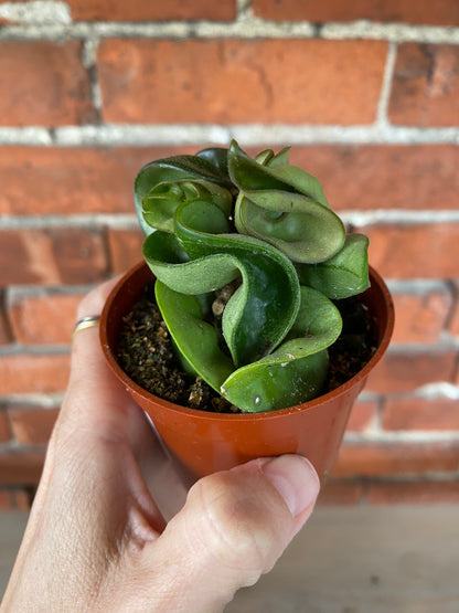 Hoya carnosa compacta ‘Hindu Rope Plant’