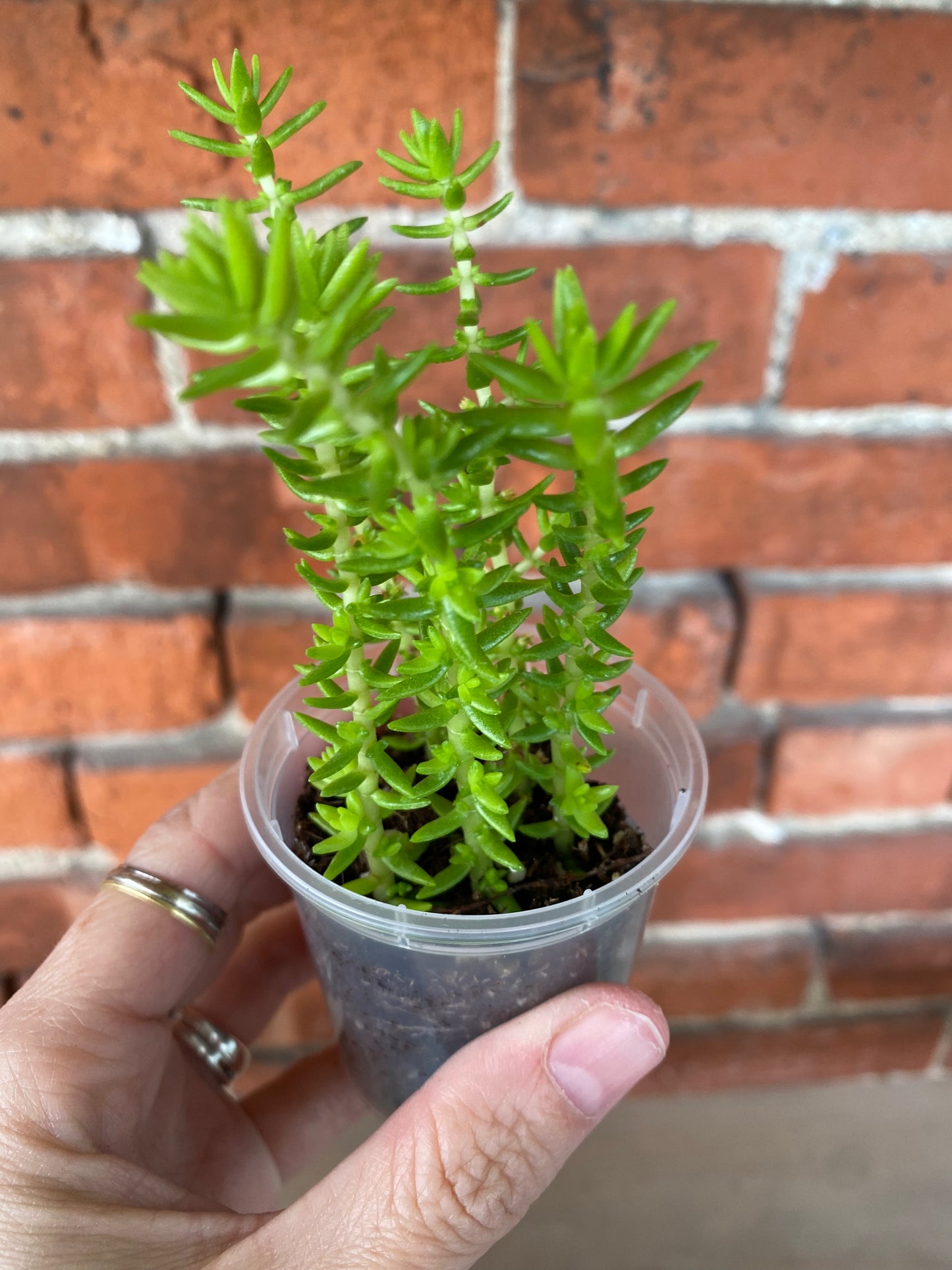 Crassula 'Watch Chain' - 2.5" Pot