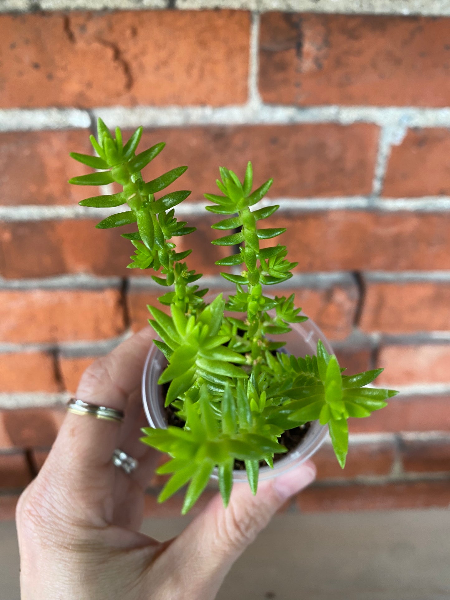 Crassula 'Watch Chain' - 2.5" Pot