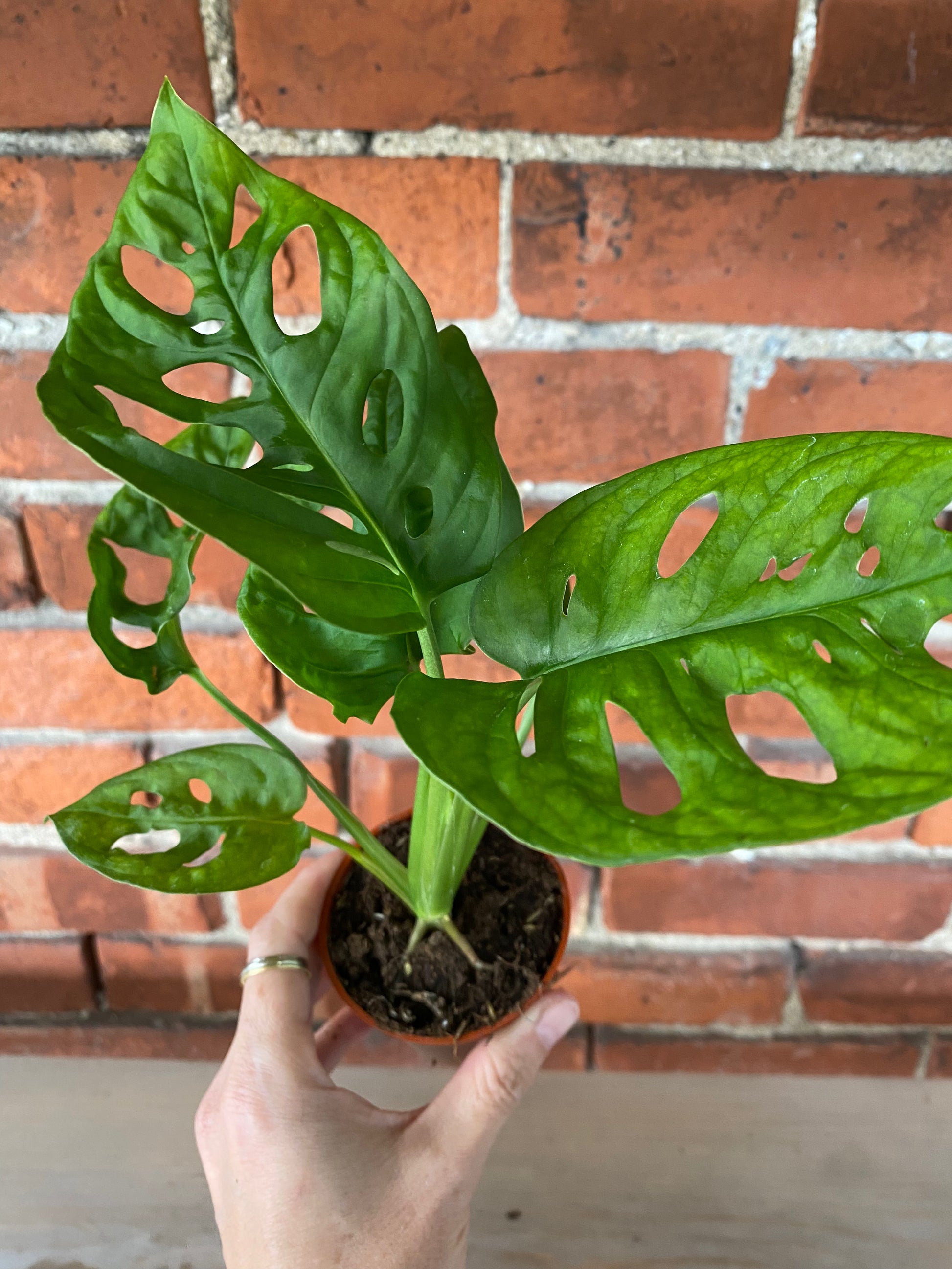 Monstera adansonii 'Swiss Cheese' – Snakeroot Botanicals