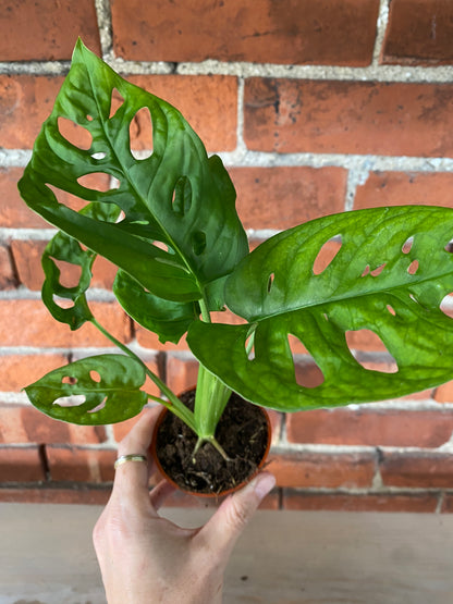 Monstera adansonii 'Swiss Cheese'