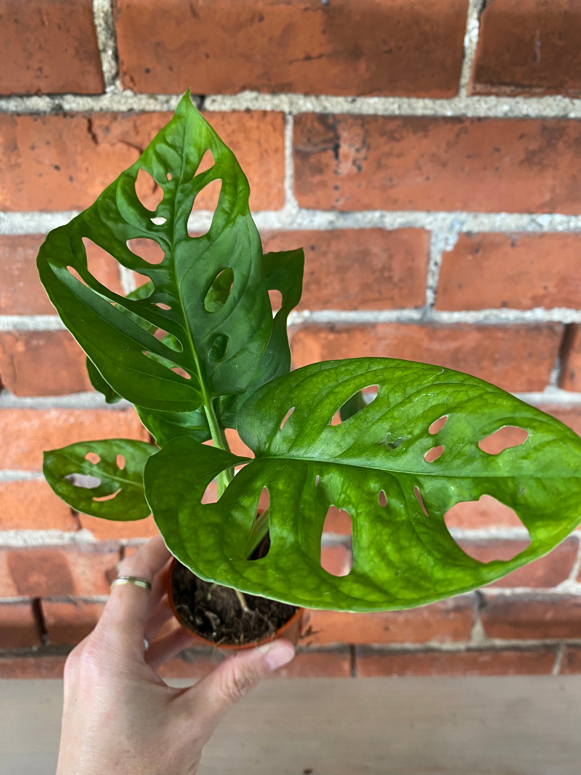 monstera adansonii nz Monstera adansonii 'Swiss Cheese' – Snakeroot Botanicals
