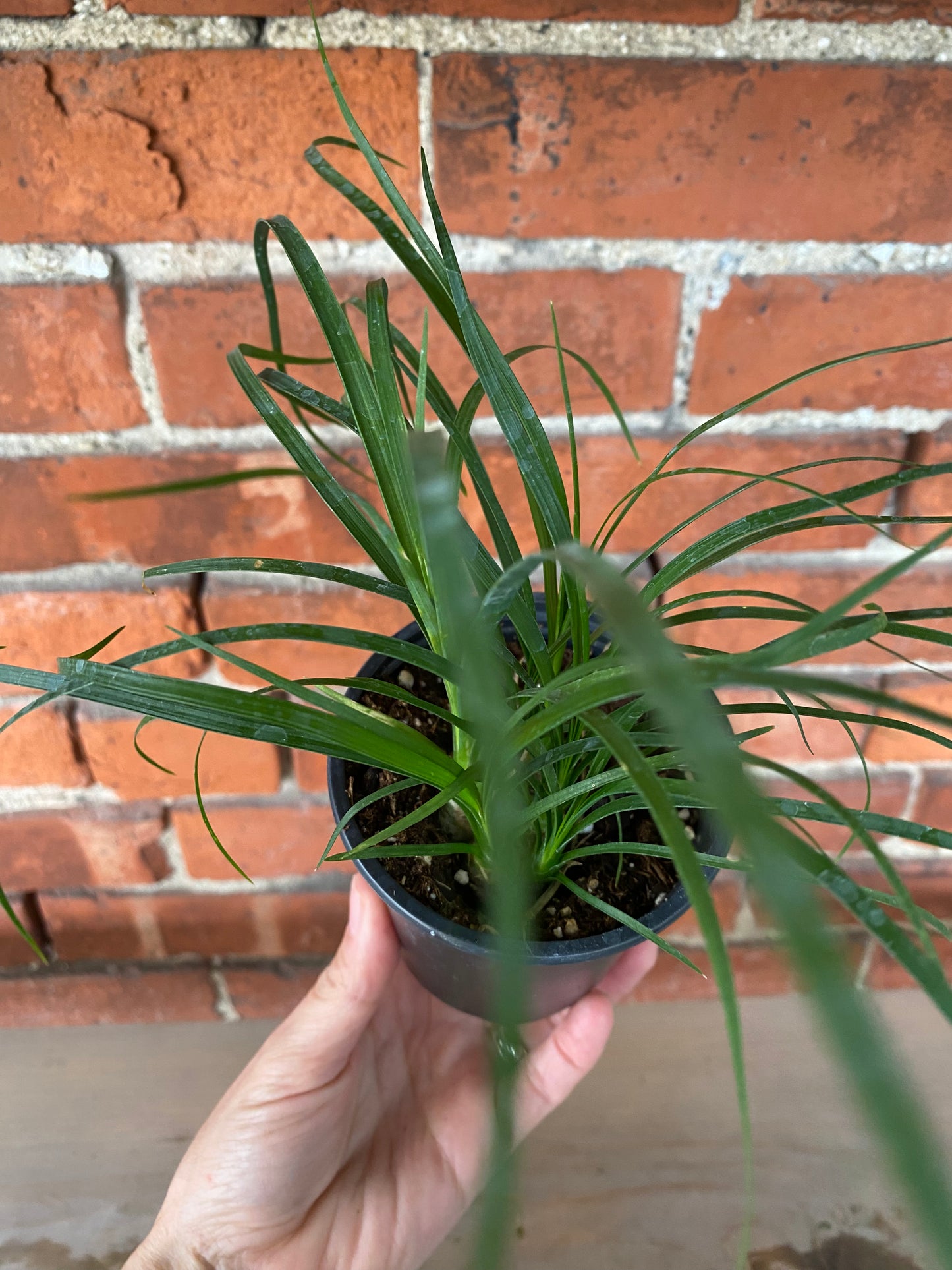 Beaucarnea recurvata 'Ponytail Palm'