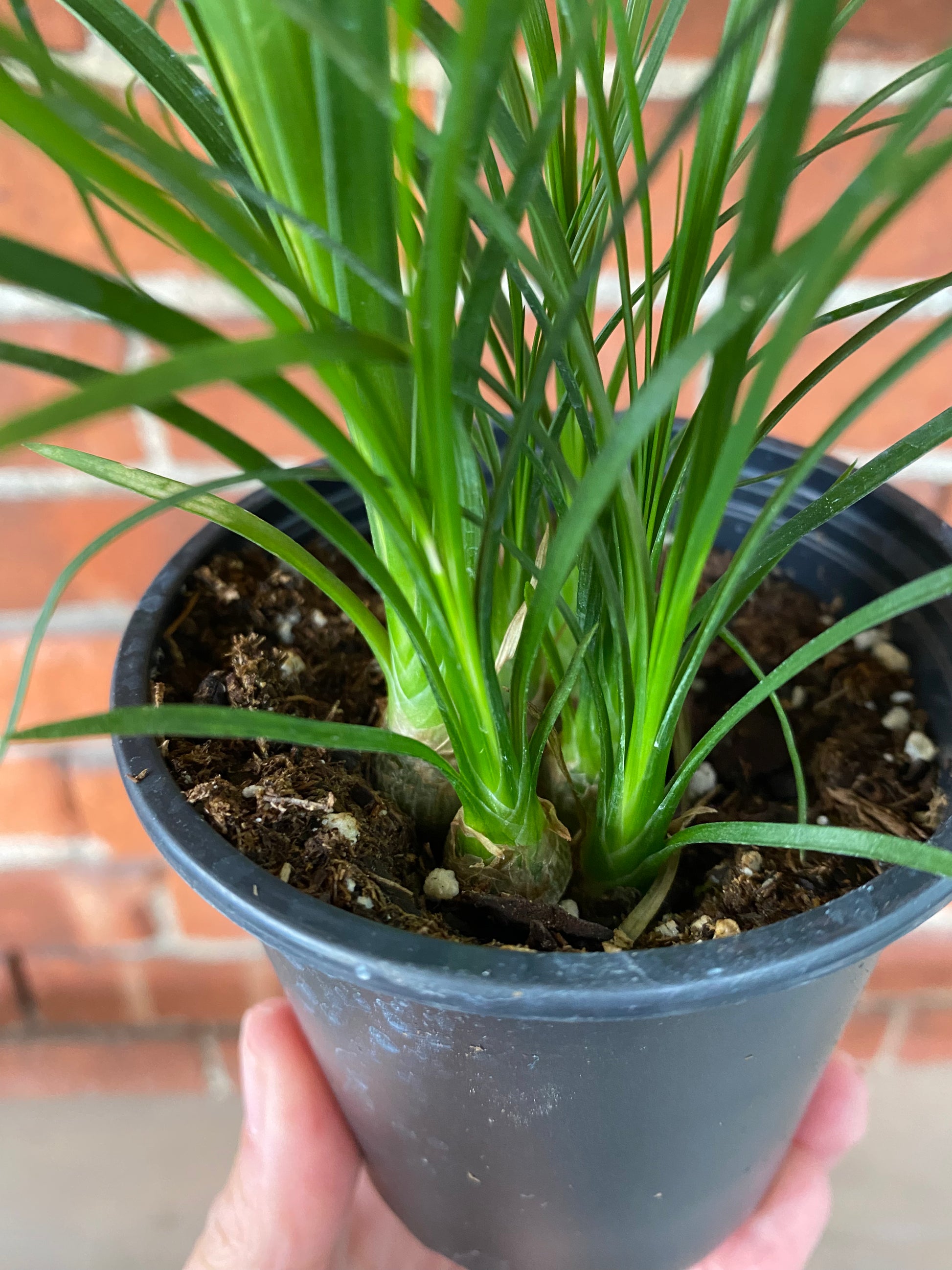 Beaucarnea recurvata 'Ponytail Palm' – Snakeroot Botanicals