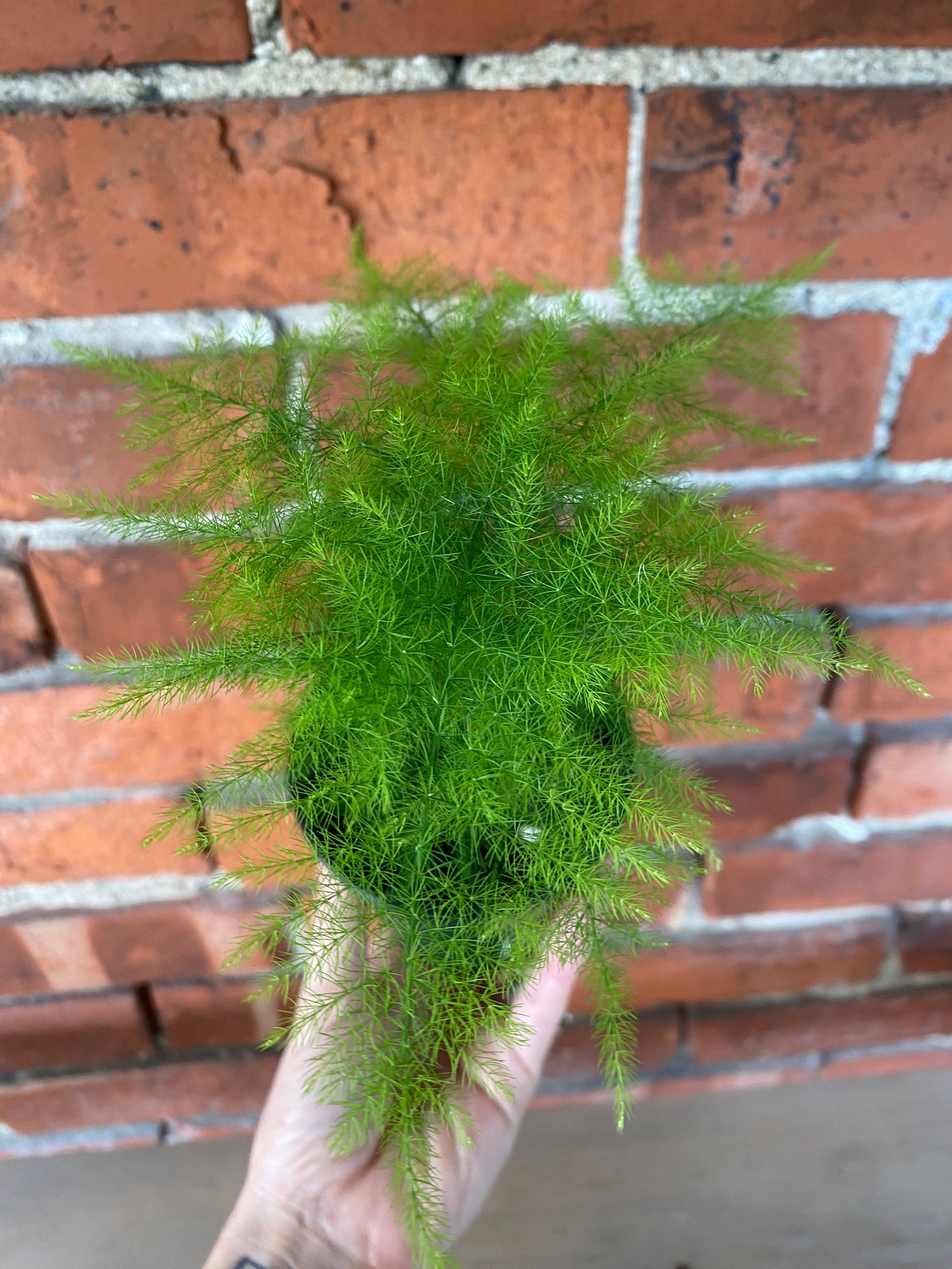 Asparagus setaceus 'Plumosa Fern' - 3.5" Pot