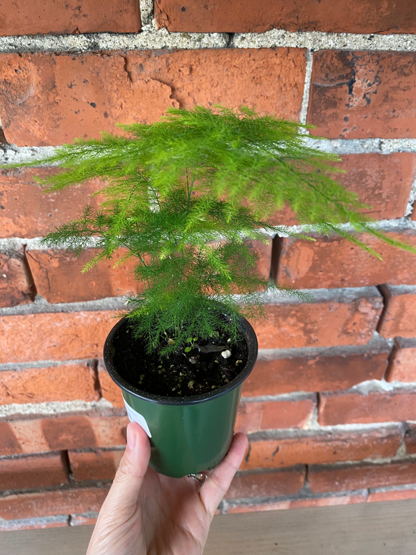 Asparagus setaceus 'Plumosa Fern' - 3.5" Pot