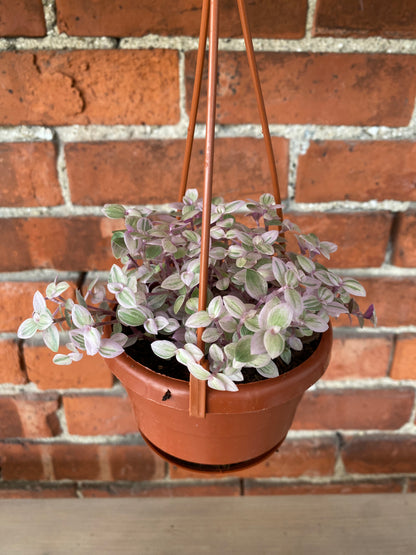 Callisia repens 'Pink Panther'