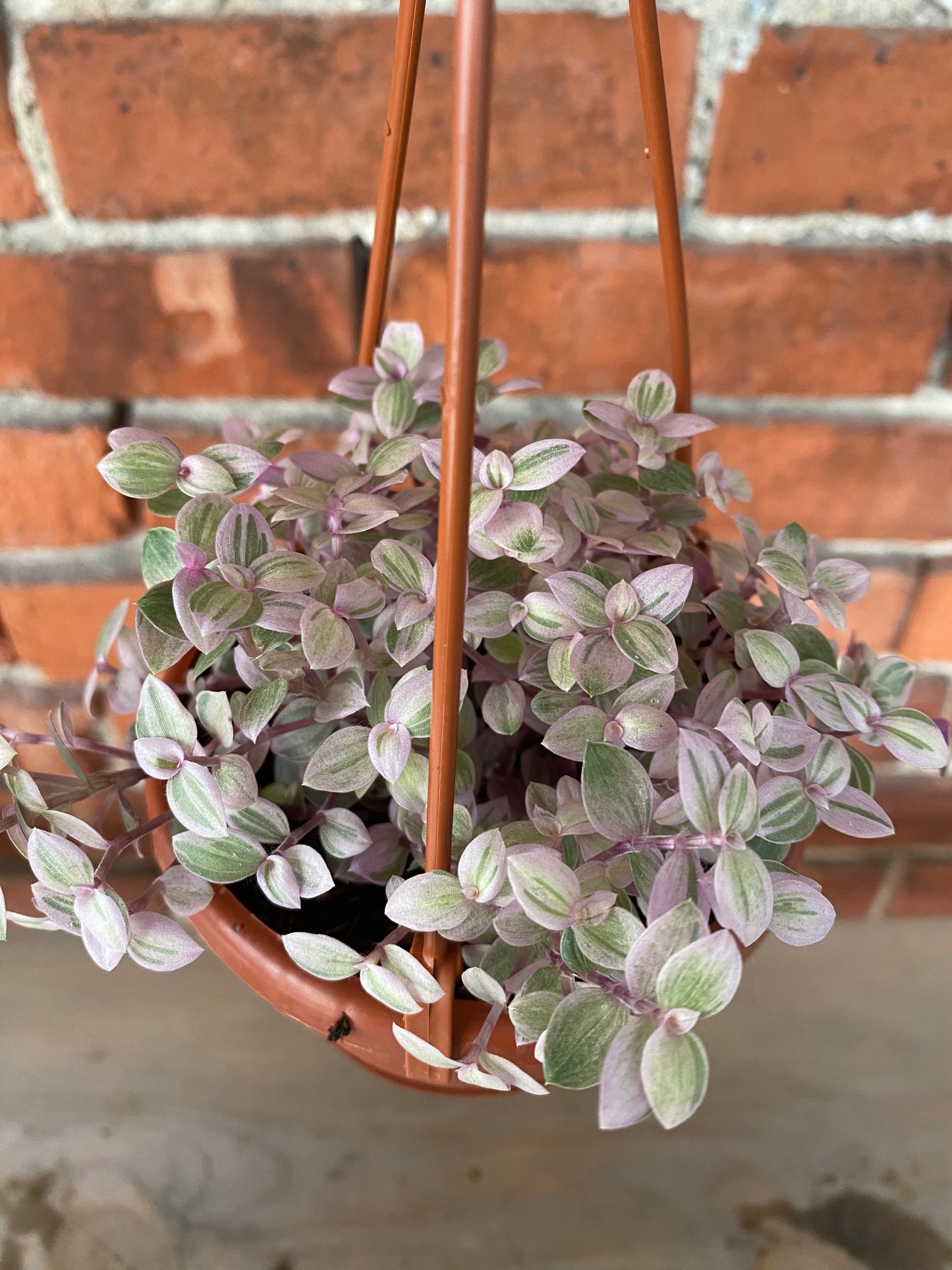 Callisia repens 'Pink Panther'