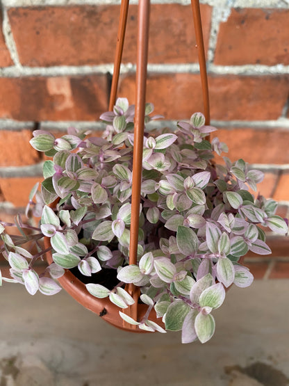 Callisia repens 'Pink Panther'